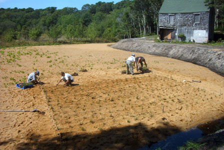 Cranberry bog
